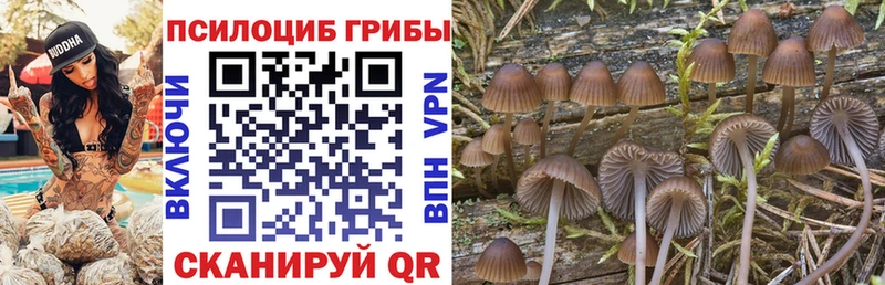 МЕГА онион  Звенигород  Галлюциногенные грибы Psilocybe 